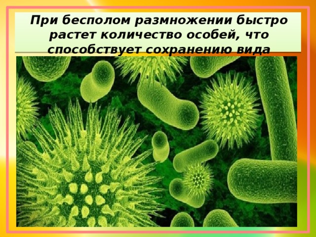 При бесполом размножении быстро растет количество особей, что способствует сохранению вида