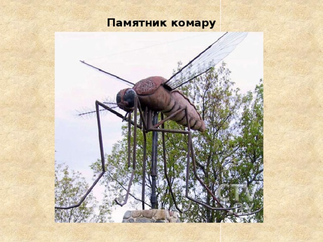 Комар карелия картинка