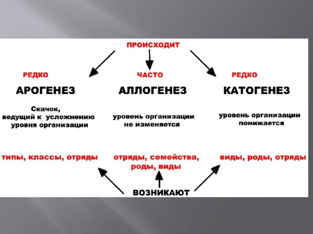 Арогенез аллогенез катагенез презентация