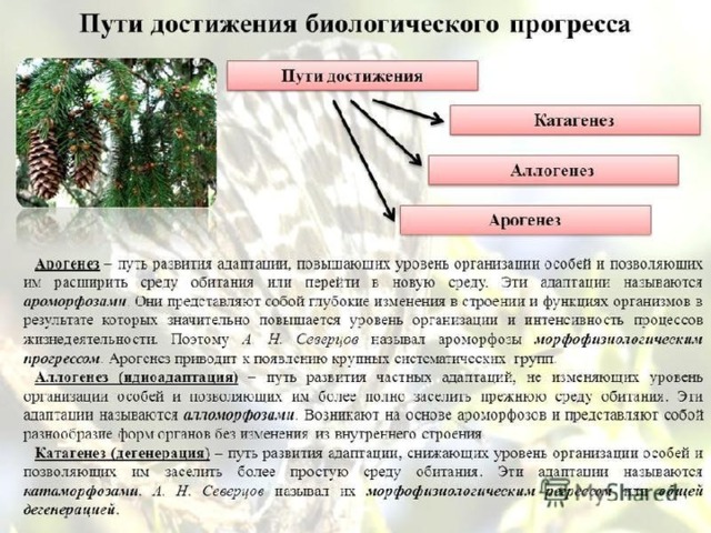 Презентация на тему: "Основные направления эволюции Ларионова Светлана Вячеславо
