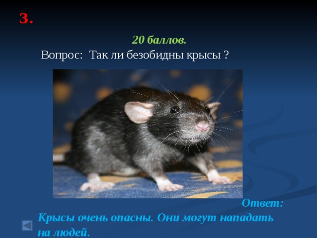 3.   20 баллов.   Вопрос: Так ли безобидны крысы ?         Ответ: Крысы очень опасны. Они могут нападать на людей. 