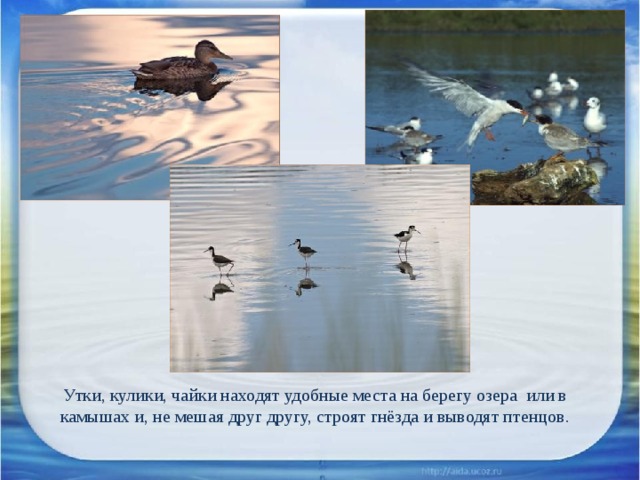 Утки, кулики, чайки находят удобные места на берегу озера или в камышах и, не мешая друг другу, строят гнёзда и выводят птенцов. 