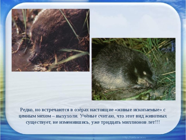 Редко, но встречаются в озёрах настоящие «живые ископаемые» с ценным мехом – выхухоли. Учёные считаю, что этот вид животных существует, не изменившись, уже тридцать миллионов лет!!! 