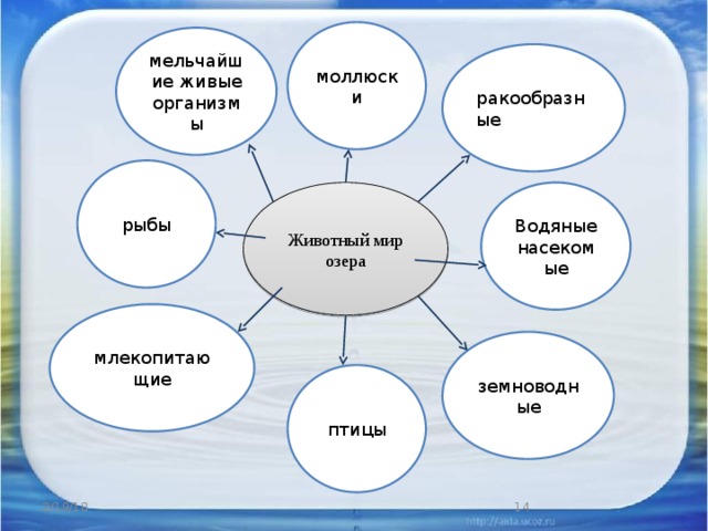 моллюски мельчайшие живые организмы ракообразные рыбы Животный мир озера Водяные насекомые млекопитающие земноводные птицы 3 2/19/18 