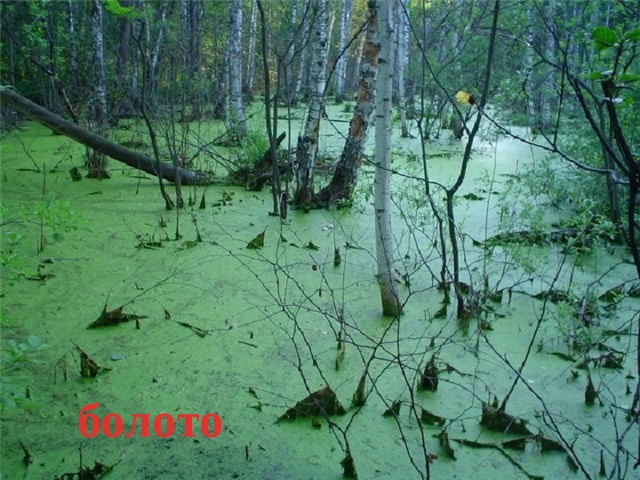 болото 