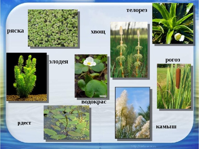 телорез ряска хвощ рогоз элодея водокрас  рдест камыш 
