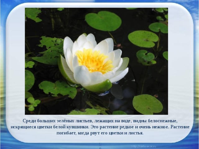Среди больших зелёных листьев, лежащих на воде, видны белоснежные, искрящиеся цветки белой кувшинки. Это растение редкое и очень нежное. Растение погибает, когда рвут его цветки и листья. 
