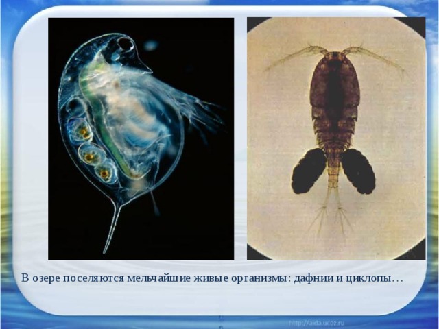 В озере поселяются мельчайшие живые организмы: дафнии и циклопы… 