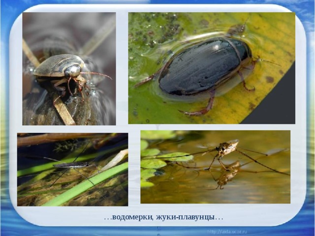 … водомерки, жуки-плавунцы… 3 