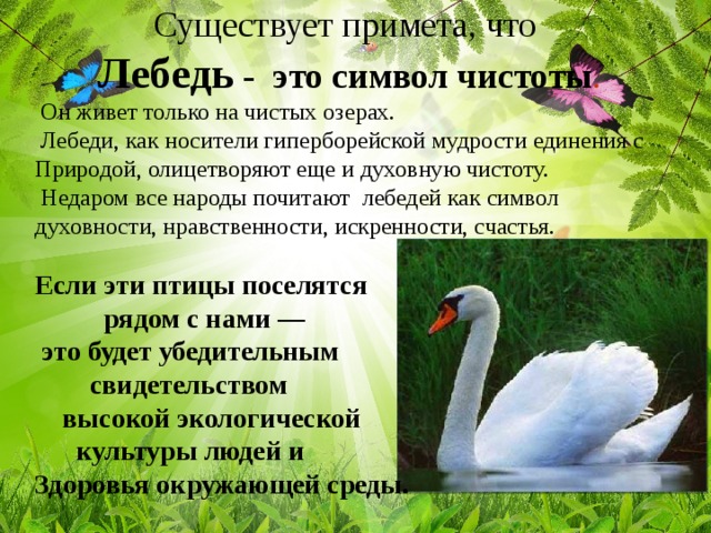 Что означает примета. Приметы про лебедей. Лебедь символ чистоты. Лебедь символ чистоты и мудрости. Народные приметы про лебей.