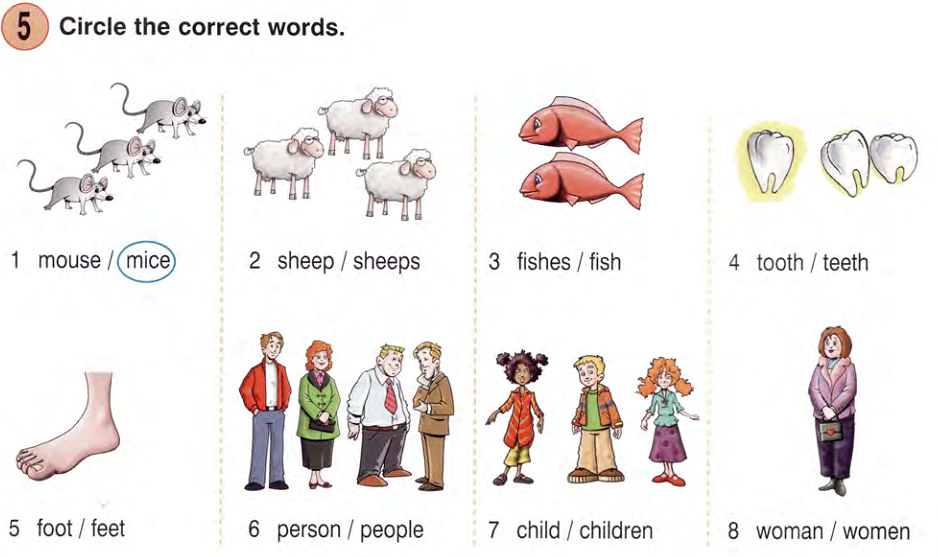 Choose the correct plural. Sheep множественное число. Множество числе по английский Sheep. Sheep множественное число в английском языке. Sheepsмножественное число.