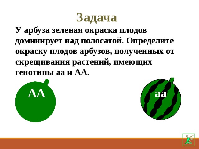 Задача У арбуза зеленая окраска плодов доминирует над полосатой. Определите окраску плодов арбузов, полученных от скрещивания растений, имеющих генотипы аа и АА. АА аа 