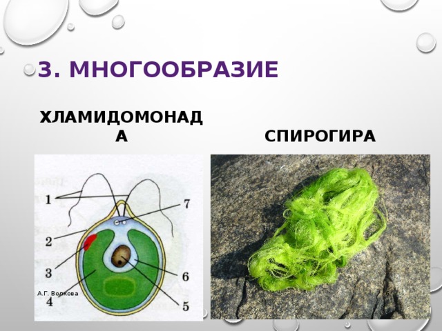 Строение водоросли хламидомонады. Строение водоросли хламидомонада и спирогира. Строение клетки водоросли 7 класс. Хроматофор у хламидомонады.