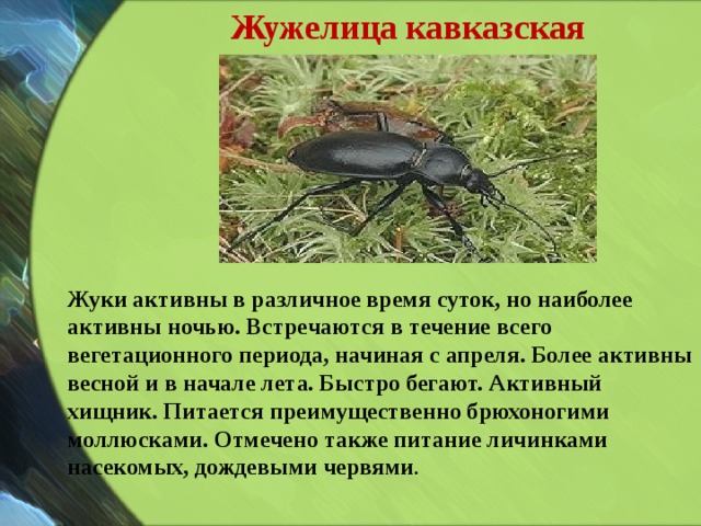 Жужелица кавказская Жуки активны в различное время суток, но наиболее активны ночью. Встречаются в течение всего вегетационного периода, начиная с апреля. Более активны весной и в начале лета. Быстро бегают. Активный хищник. Питается преимущественно брюхоногими моллюсками. Отмечено также питание личинками насекомых, дождевыми червями . 