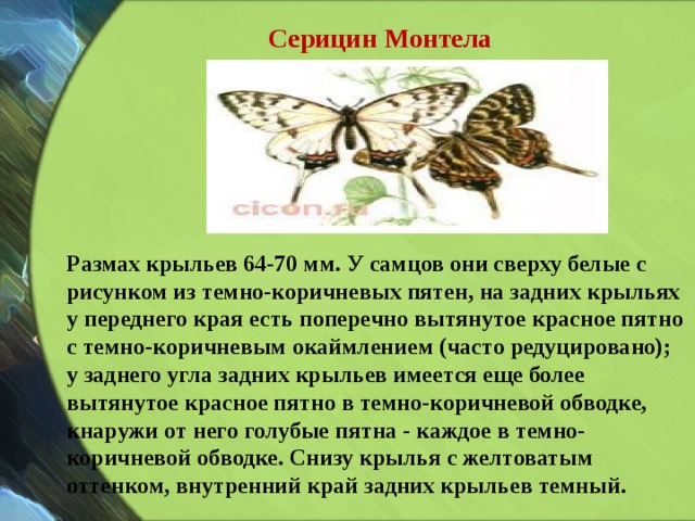 Серицин Монтела Размах крыльев 64-70 мм. У самцов они сверху белые с рисунком из темно-коричневых пятен, на задних крыльях у переднего края есть поперечно вытянутое красное пятно с темно-коричневым окаймлением (часто редуцировано); у заднего угла задних крыльев имеется еще более вытянутое красное пятно в темно-коричневой обводке, кнаружи от него голубые пятна - каждое в темно-коричневой обводке. Снизу крылья с желтоватым оттенком, внутренний край задних крыльев темный. 