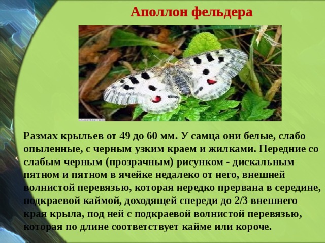 Аполлон фельдера Размах крыльев от 49 до 60 мм. У самца они белые, слабо опыленные, с черным узким краем и жилками. Передние со слабым черным (прозрачным) рисунком - дискальным пятном и пятном в ячейке недалеко от него, внешней волнистой перевязью, которая нередко прервана в середине, подкраевой каймой, доходящей спереди до 2/3 внешнего края крыла, под ней с подкраевой волнистой перевязью, которая по длине соответствует кайме или короче. 
