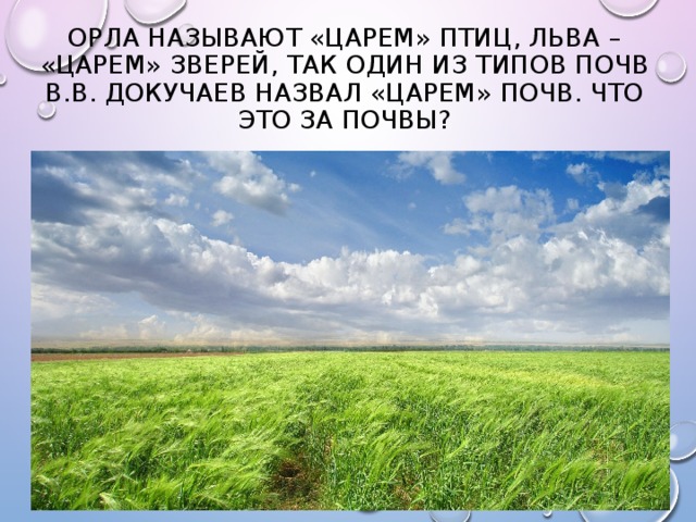 Орла называют «царем» птиц, льва – «царем» зверей, так один из типов почв В.В. Докучаев назвал «царем» почв. Что это за почвы? 