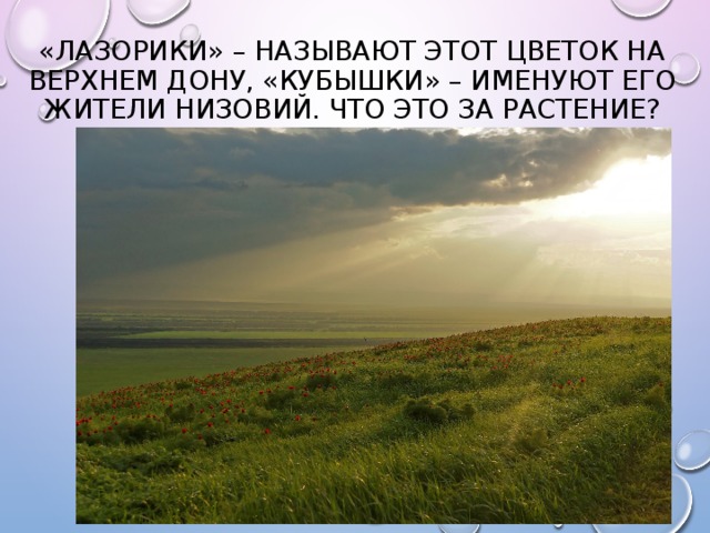 «Лазорики» – называют этот цветок на верхнем Дону, «кубышки» – именуют его жители низовий. Что это за растение? 