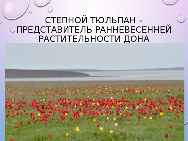 степной тюльпан – представитель ранневесенней растительности Дона 