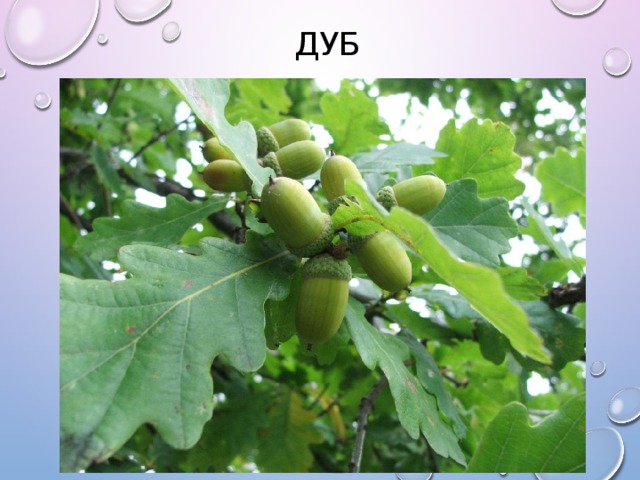 Дуб 