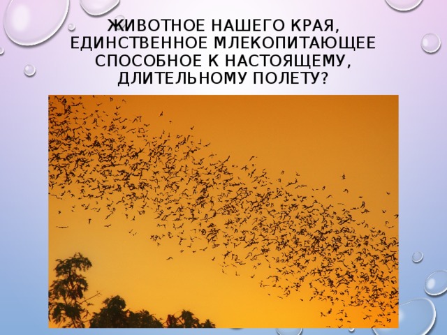 Животное нашего края, единственное млекопитающее способное к настоящему, длительному полету? 