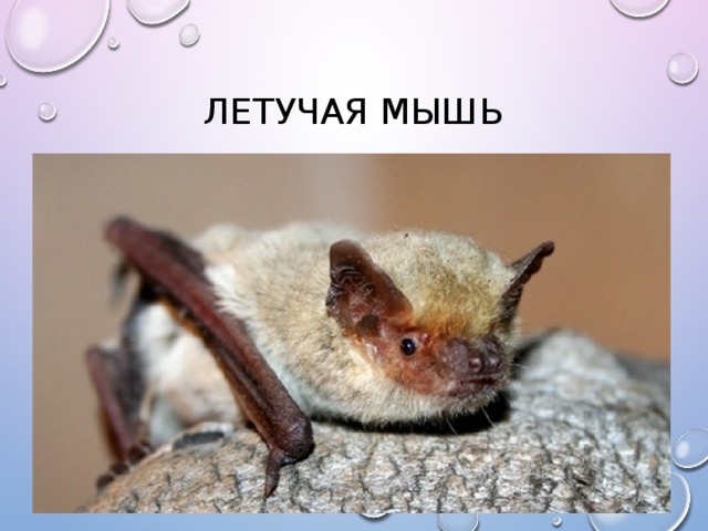 Летучая мышь 