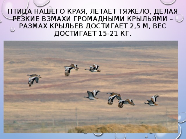Птица нашего края, летает тяжело, делая резкие взмахи громадными крыльями – размах крыльев достигает 2,5 м, вес достигает 15-21 кг. 