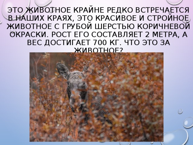 Это животное крайне редко встречается в наших краях, это красивое и стройное животное с грубой шерстью коричневой окраски. Рост его составляет 2 метра, а вес достигает 700 кг. Что это за животное? 