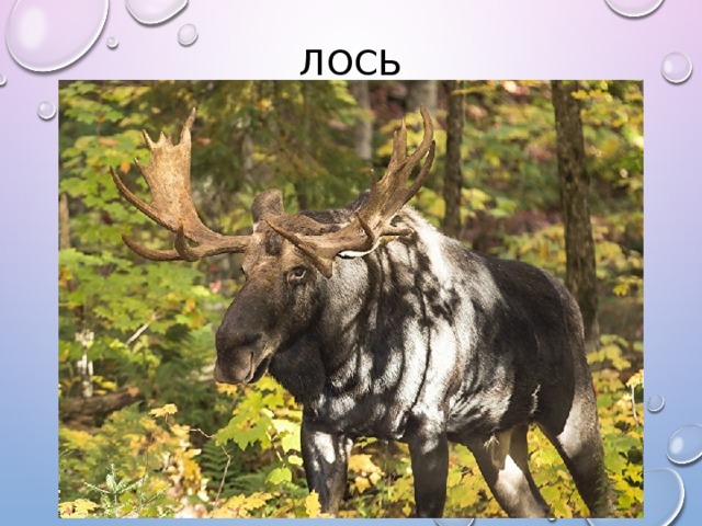 Лось 