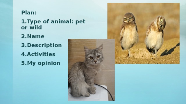 Plan: Type of animal: pet or wild Name Description Activities My opinion   
