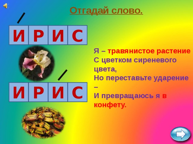 Ирис ударение. Отгадай слово растение. Но переставьте ударение и превращаюсь я травянистое растение. Омонимы цветы. Переставьте ударение и превращаюсь.