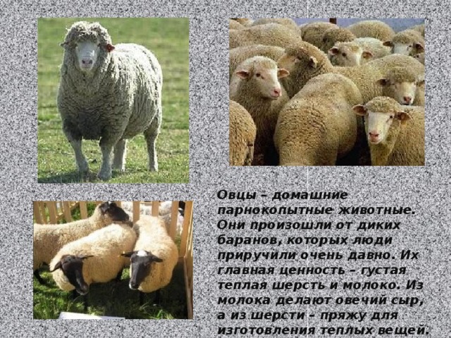 Овцы – домашние парнокопытные животные. Они произошли от диких баранов, которых люди приручили очень давно. Их главная ценность – густая теплая шерсть и молоко. Из молока делают овечий сыр, а из шерсти – пряжу для изготовления теплых вещей. 
