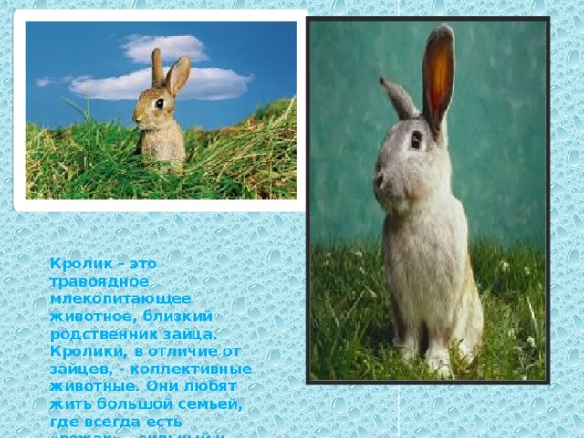 Кролик – это травоядное млекопитающее животное, близкий родственник зайца. Кролики, в отличие от зайцев, - коллективные животные. Они любят жить большой семьей, где всегда есть «вожак» - сильный и опытный кролик. 