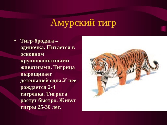 Амурский тигр Тигр-бродяга –  одиночка.  Питается в основном крупнокопытными животными.  Тигрица выращивает детенышей одна.У нее рождается 2-4 тигренка. Тигрята растут быстро. Живут тигры 25-30 лет. 