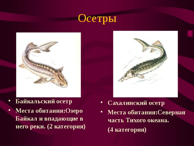 Осетры Байкальский осетр Места обитания:Озеро Байкал и впадающие в него реки. (2 категория) Сахалинский осетр Места обитания:Северная часть Тихого океана.  (4 категория) 