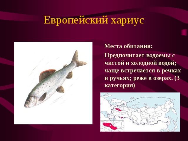 Европейский хариус  Места обитания:  Предпочитает водоемы с чистой и холодной водой; чаще встречается в речках и ручьях; реже в озерах.  (3 категория)  