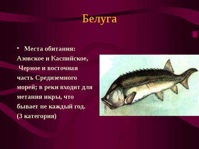 Белуга Места обитания: Азовское и Каспийское,  Черное и восточная часть Средиземного морей; в реки входит для метания икры, что бывает не каждый год. (3 категория) 