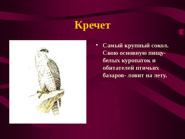 Кречет Самый крупный сокол. Свою основную пищу- белых куропаток и обитателей птичьих базаров- ловит на лету. 