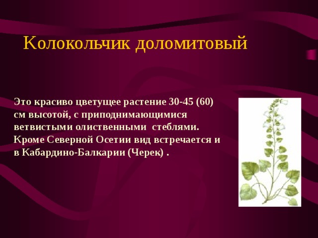 K олокольчик доломитовый Это красиво цветущее растение 30-45 (60) см высотой, с приподнимающимися ветвистыми олиственными стеблями. Кроме Северной Осетии вид встречается и в Кабардино-Балкарии (Черек) . 