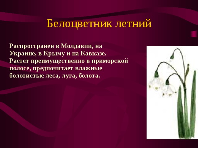 Белоцветник летний  Распространен в Молдавии, на Украине, в Крыму и на Кавказе.  Растет преимущественно в приморской полосе, предпочитает влажные болотистые леса, луга, болота. 