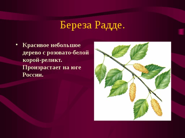 Береза Радде. Красивое небольшое дерево с розовато-белой корой-реликт.  Произрастает на юге России. 