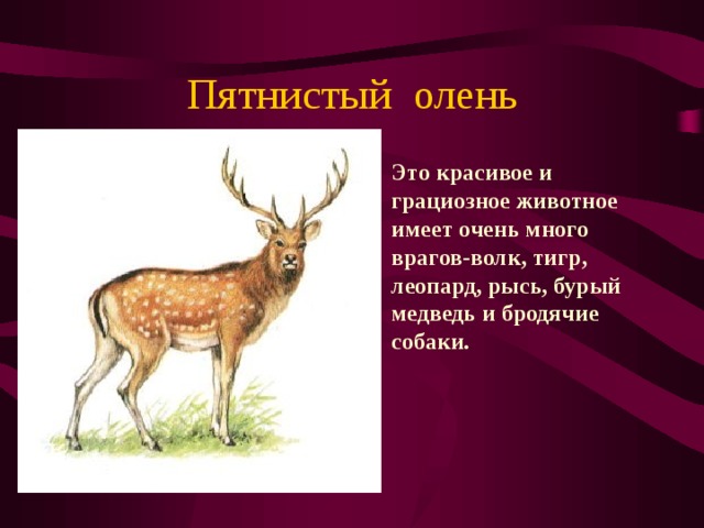 Пятнистый олень Это красивое и грациозное животное имеет очень много врагов-волк, тигр, леопард, рысь, бурый медведь и бродячие собаки. 