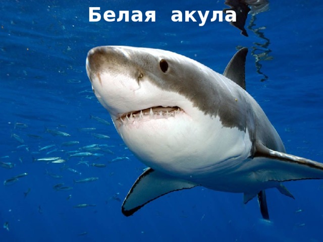 Белая акула Белая акула 