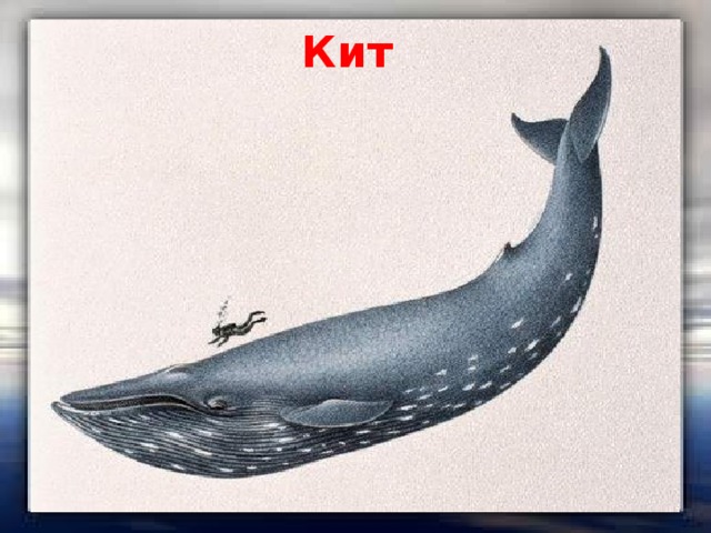 Кит 