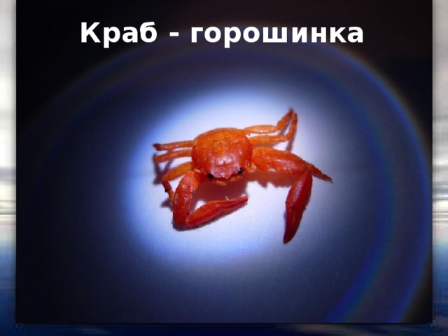 Краб - горошинка Карликовый бычок 