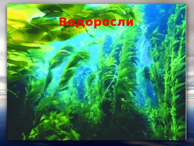 Водоросли 