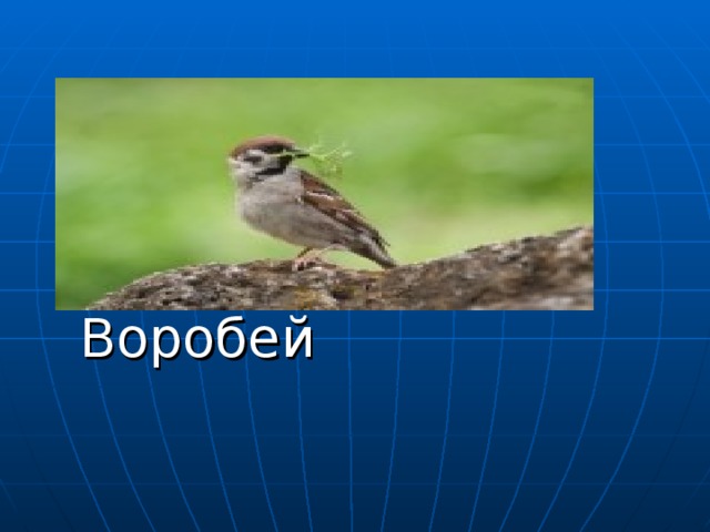 Впр воробей чив и его подружка чука сложили гнездо в щели под карнизом