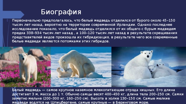 Как выглядит белый медведь описание Презентация к уроку географии БЕЛЫЕ МЕДВЕДИ