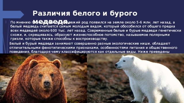 Рассмотрите рисунок 75 учебника назовите отличительные признаки белого и бурого медведя