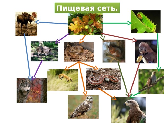 Цепь питания болота схема